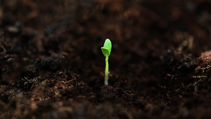Single green seedling emerging from dark soil